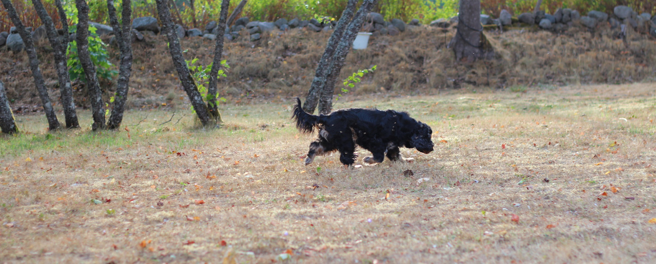 kylprodukter hund